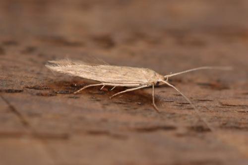 Coleophora atriplicis